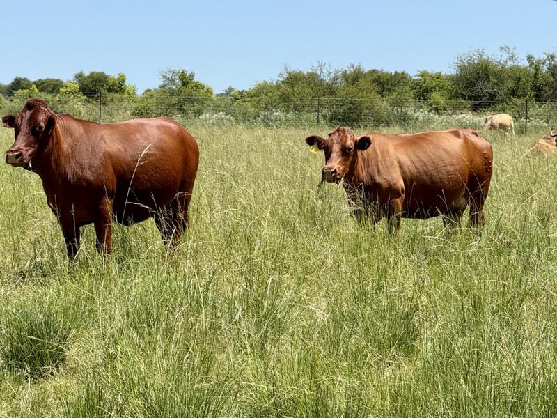 0 Bedroom Property for Sale in Bothaville Free State